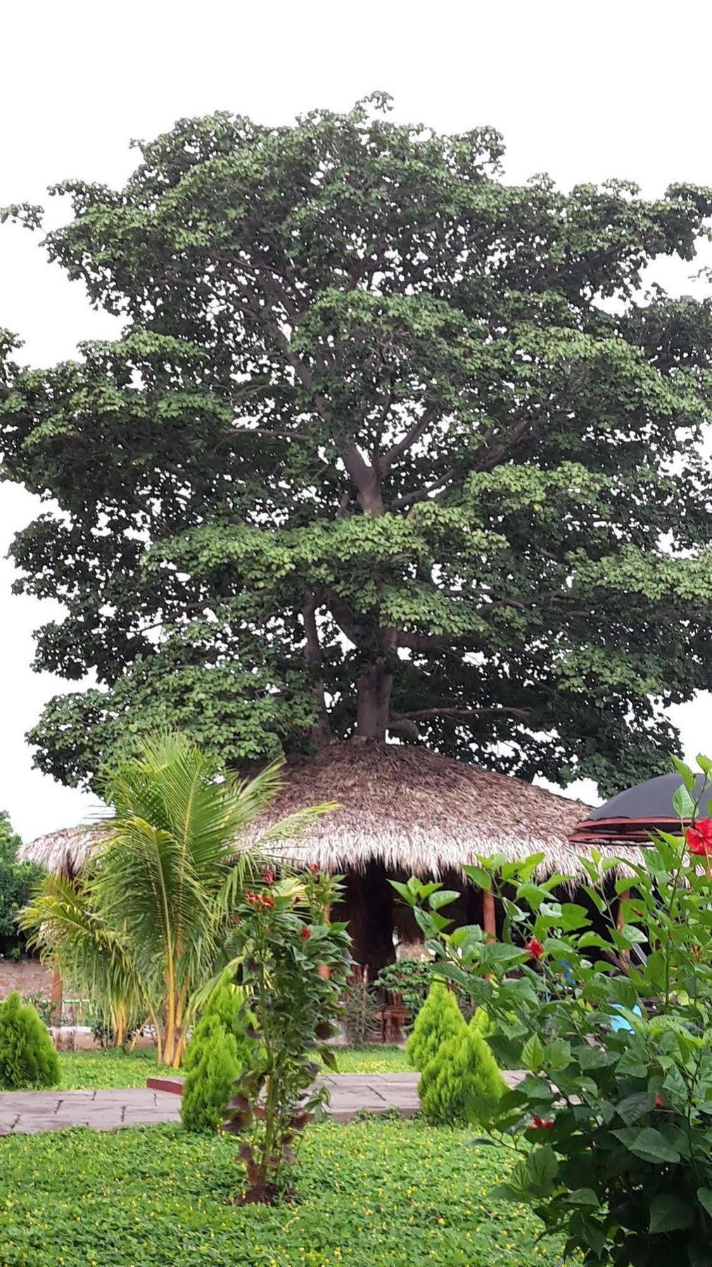 Jardin Garden De Nicaragua Granada